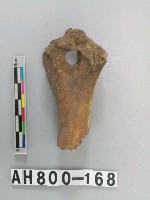 藏品(獸骨殘骸)的圖片